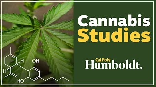 Major in Cannabis Studies