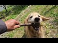 散歩よりも筍が気になるゴールデンレトリバー