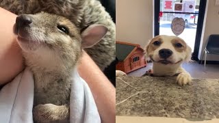 Aww Animals! r/aww Most viewed aww and funny animals compilation of the week on Reddit animals #7