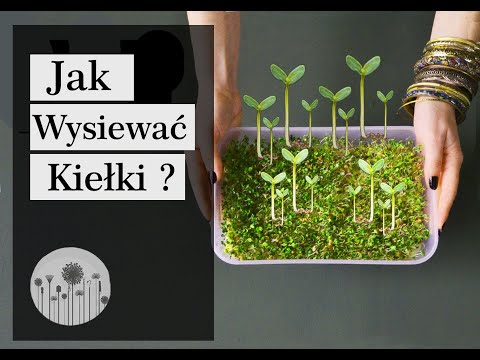 Wideo: 6 sposobów na uprawę roślin bez gleby