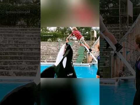 صداقة الفتى والدولفين   