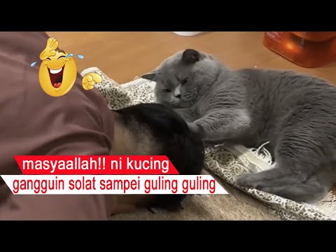 LUCU BANGET/kucing gangguin