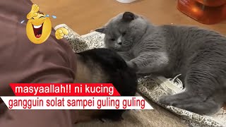 REALLY FUNNY/cats distracting from PRAYING until JUMPING/compilation of praying cats/funny cats 2023