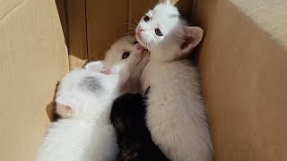 A litter of kittens were abandoned and looked adorable. They felt that if they could not  they woul by 理发师小乐和流浪狗 1,116 views 6 days ago 9 minutes, 29 seconds