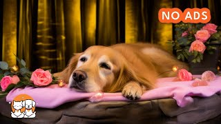 Rain + Piano Music For Pets | Heal Separation Anxiety with Calming Frequencies | Relax Your Dogs