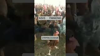 #trend #chicken #freerangechickens #birds #poultryfarming #farming #viral #murga #farm #trending