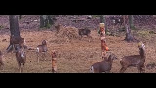 Forest Live 24/7: Exploring Deer, Wild Boar, and Friends in the Wild