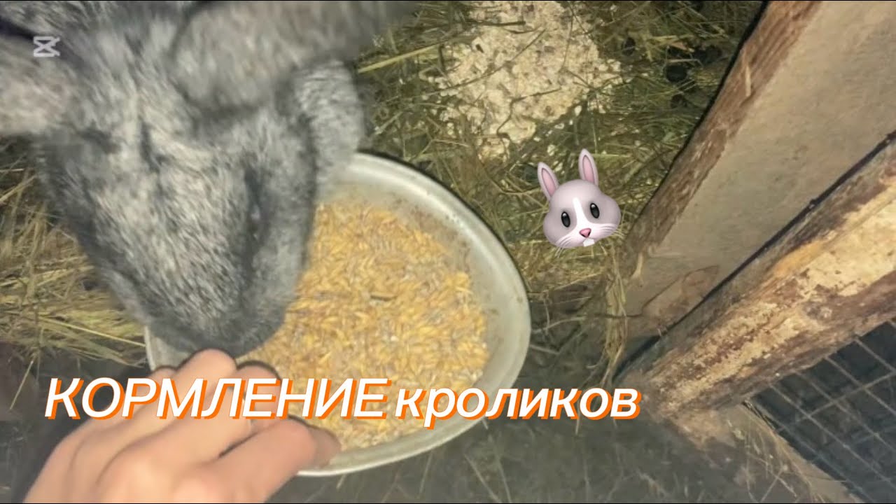 КОРМЛЕНИЕ кроликов🐰Мои мясные кролики. Разведение мясных кроликов. КРОЛИКОВОДСТВО  
