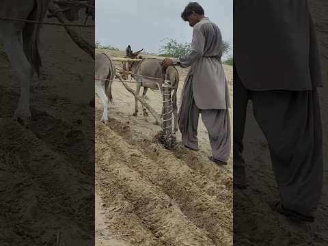التعاون بين الفلاحين والحمير تحت الشمس الحارقة 