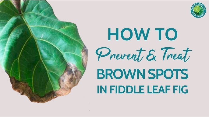 Formuler klint Først How To FIX Your Fiddle Leaf Fig's BROWN, CRISPY Leaves! (Houseplant Care) -  YouTube