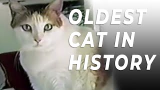 The Oldest Cat in the World by Deer Lodge Wildlife & Nature Channel 194 views 10 months ago 1 minute, 12 seconds