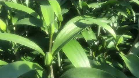 Vườn hoa ly đà lạt tết 2022 giá sỉ - đỏ vàng hàng 5 tai