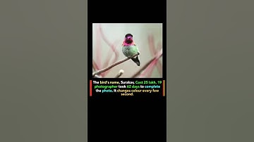 Thumbnail of Rare Bird Changes Colour Every Second| #nature #fypシ゚viral #facts