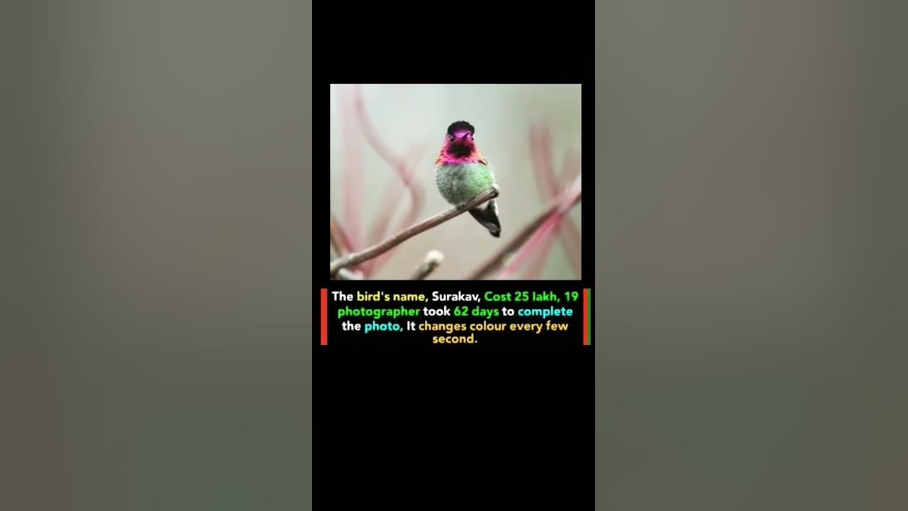 Rare Bird Changes Colour Every Second| #nature #fypシ゚viral #facts