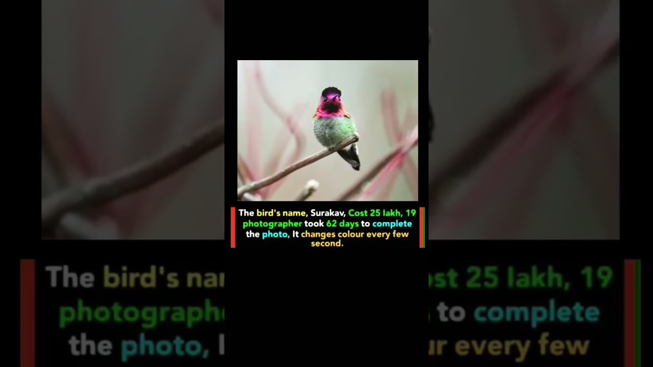 Rare Bird Changes Colour Every Second| 