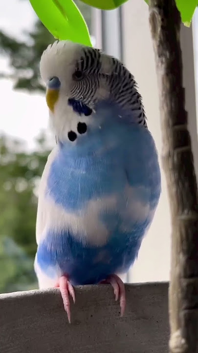 Suara Burung Parkit Jantan