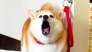 When his owner comes to pick him up, the excited Shibe expresses how lonely he is at the pet hotel.