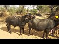 Nice milan buffalo meeting try by village   latest rajasthani animal