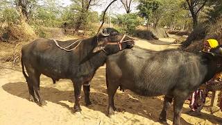 Nice Milan buffalo meeting try by village   latest Rajasthani animal HD video