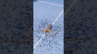 What Happens if You Stomp on a Spider 😱