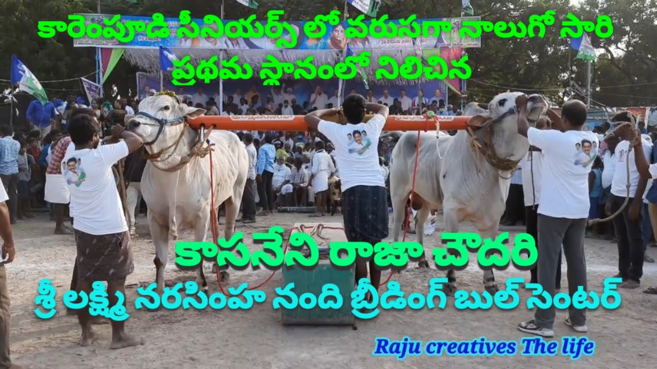 కారెంపూడి సీనియర్స్ లో నాలుగోసారి 1 విజేత కాసనేని రాజా చౌదరి # ongole race bulls