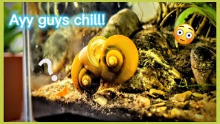 The mating ritual of mystery snails. (Eggs soon ???)