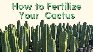 Fertilizer 101 | How to Feed Your Cactus