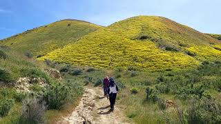 Carrizo Plain 2023 Bloom Hike