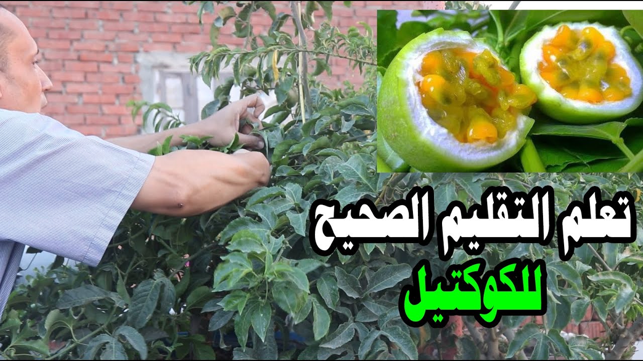 كيفية تقليم الكوكتيل او المس فلورا علي تكعيبة او سور او برجولة : Almeflora tree