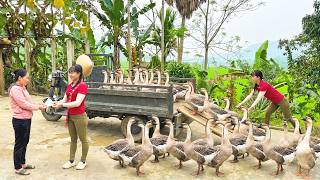 Buying 200 Big Goose From Farmer | 3 Wheel Truck Transport to Village Market