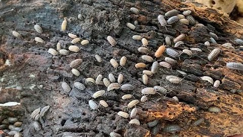 Genetic Variation in a Colony of Sowbugs