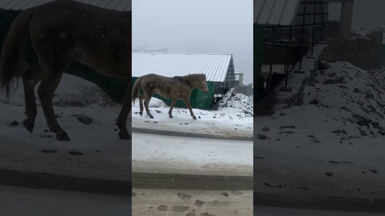 The Enchantment of Snowfall Love in Northeast India