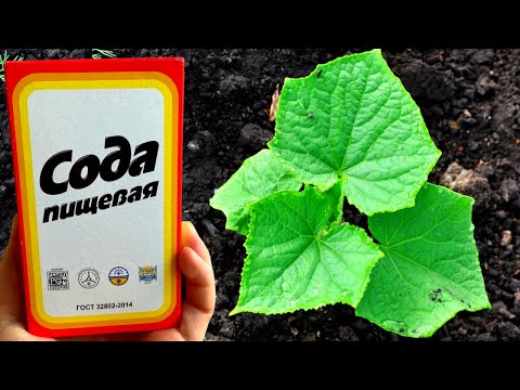 СРОЧНО ДАЙТЕ ОГУРЦАМ СОДУ И БУДЕТЕ СОБИРАТЬ УРОЖАЙ ВЕДРАМИ ДО ОСЕНИ!!! УХОД ЗА ОГУРЦАМИ!