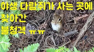 호숫가에 사는 야생 다람쥐 월리와 초대받지 못한 불청객 ㅠㅠ -월리편-