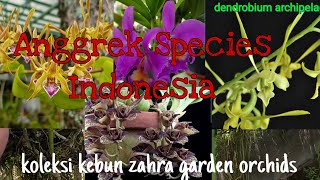 Anggrek Spesies Indonesia