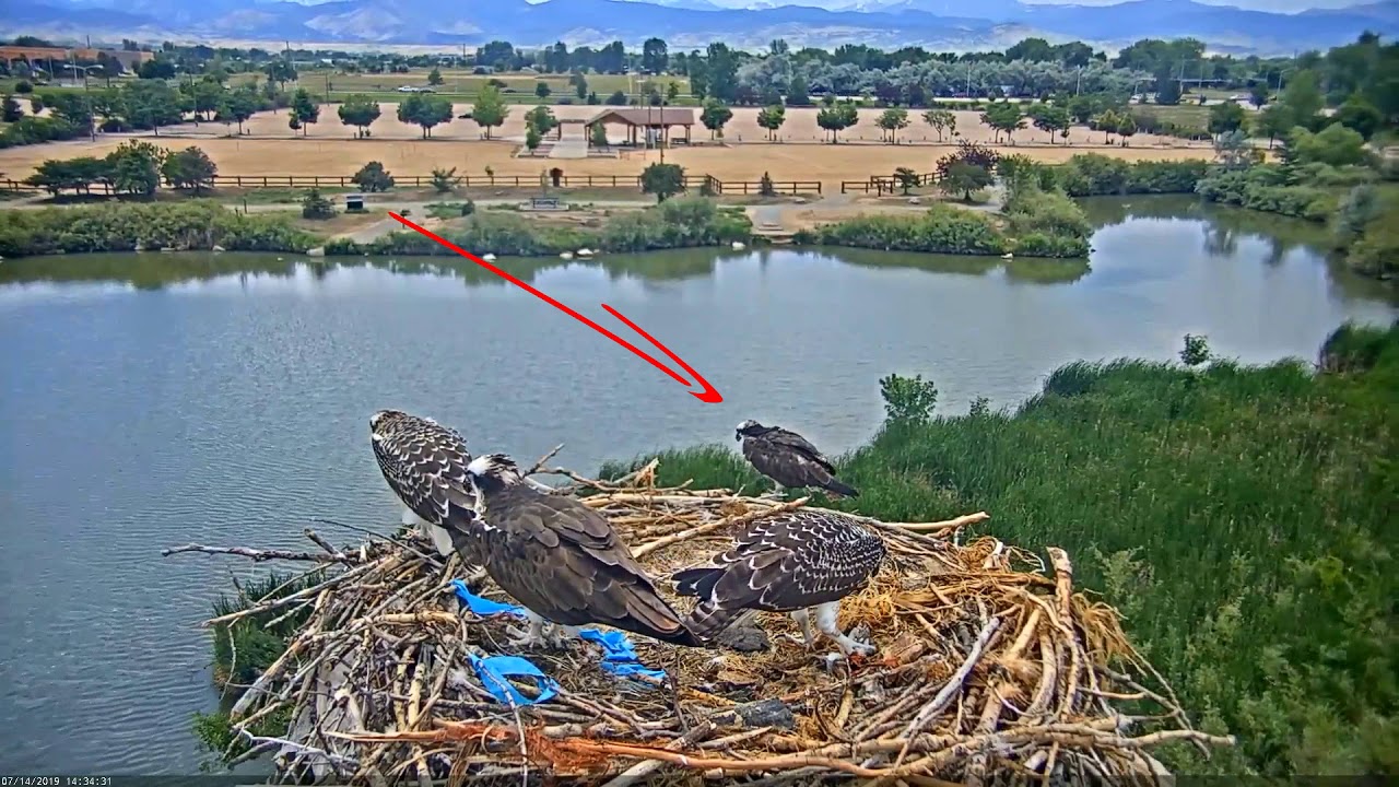 Osprey Colorado the 14 th of July.  Скопы, первые полеты и  нападение на папу.