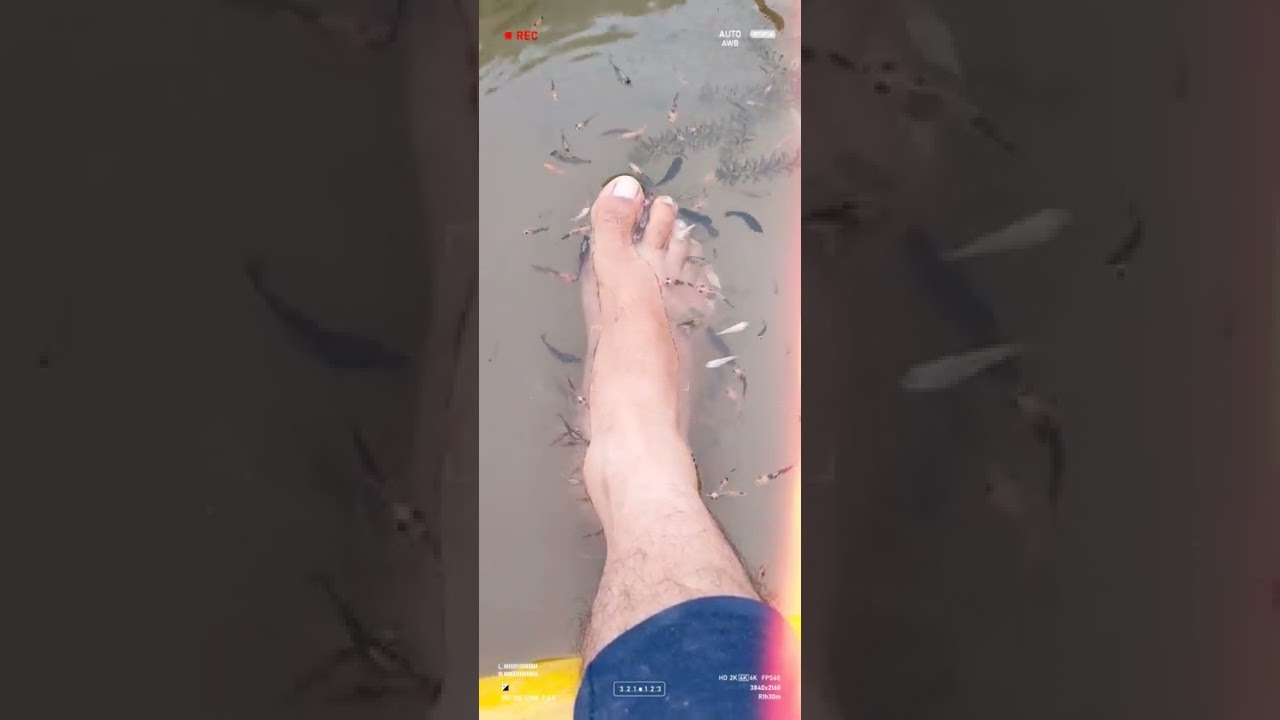 Fish Pedicure at Home 🏘️#pedicure #fish #fishpedicure #livebearer #mollyfish #molly #fishes #local