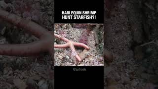 True Facts: Shrimp #science