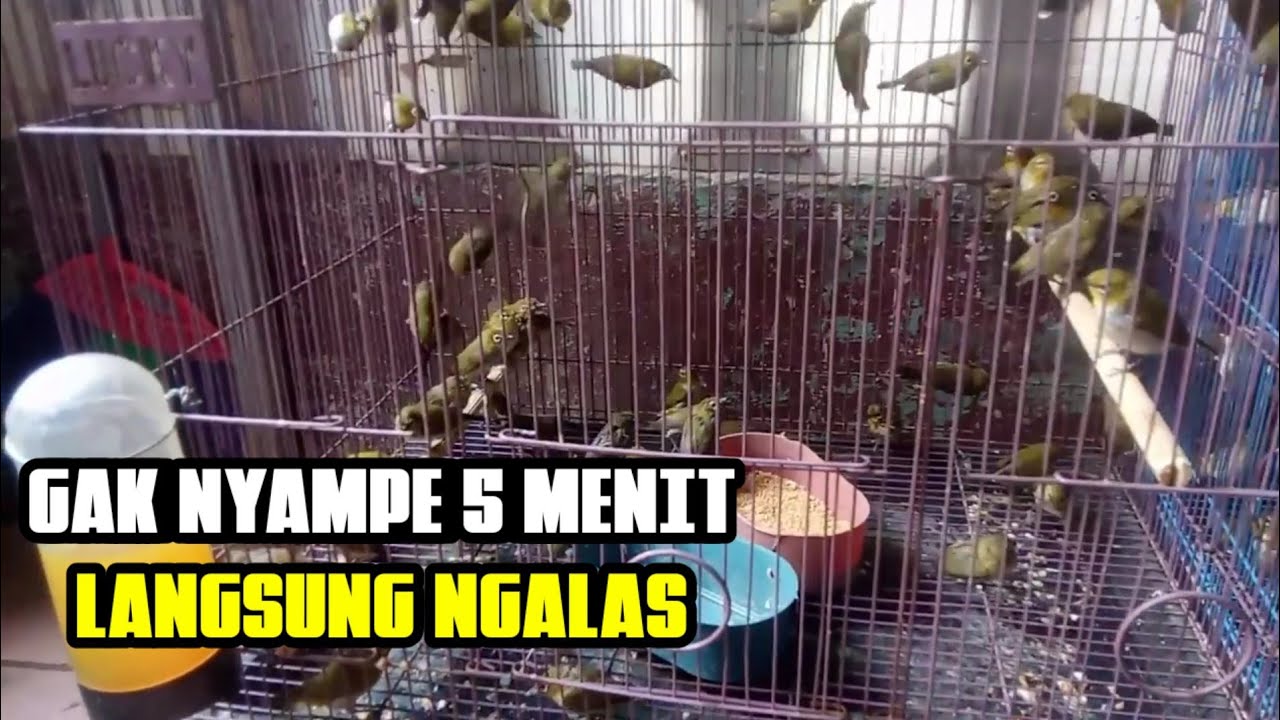 TERAPI PLECI AURI VENTER DENGAN SUARA KOLONI OMBYOKAN PLECI AURIVENTER AGAR CEPAT NGALAS