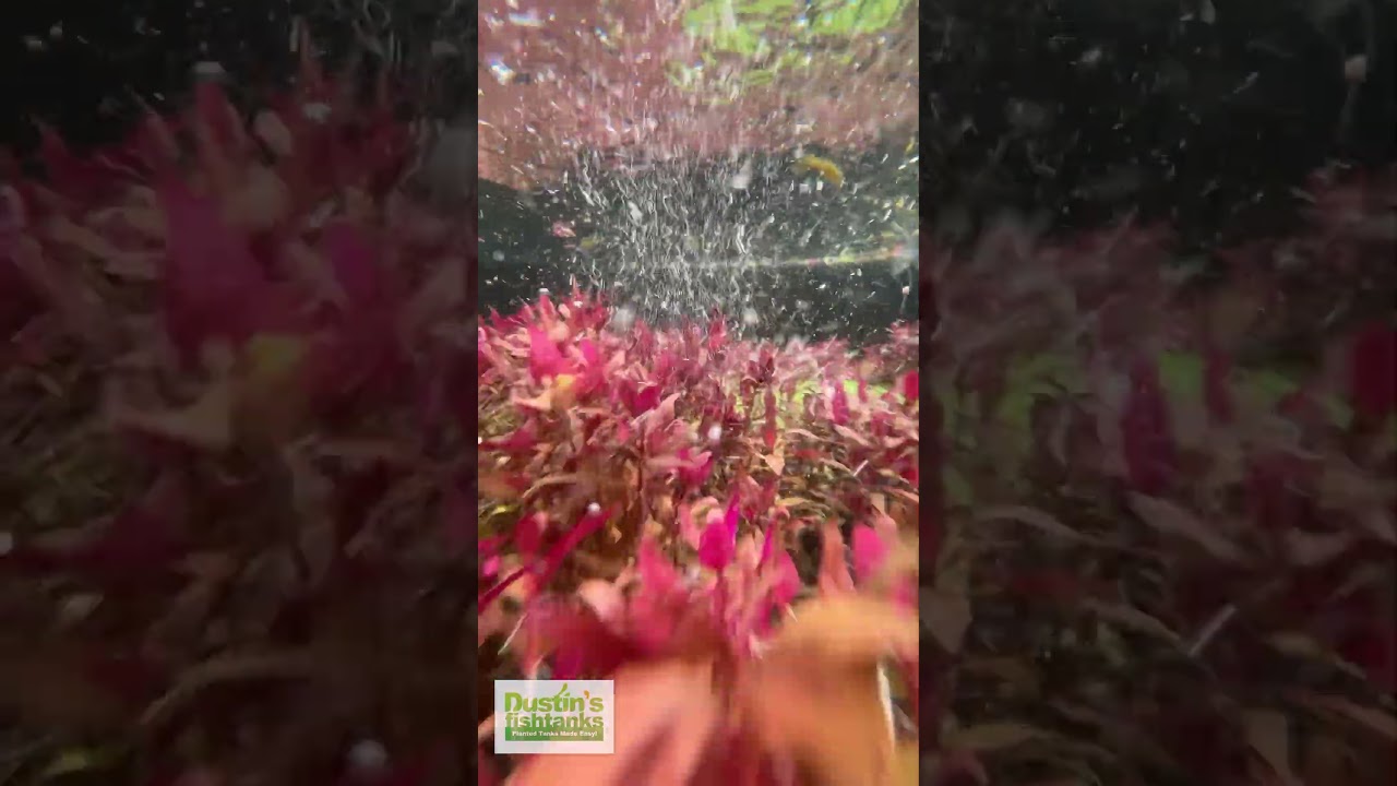 🫧 Bubbles 😍 Beautiful Red Aquarium Plants