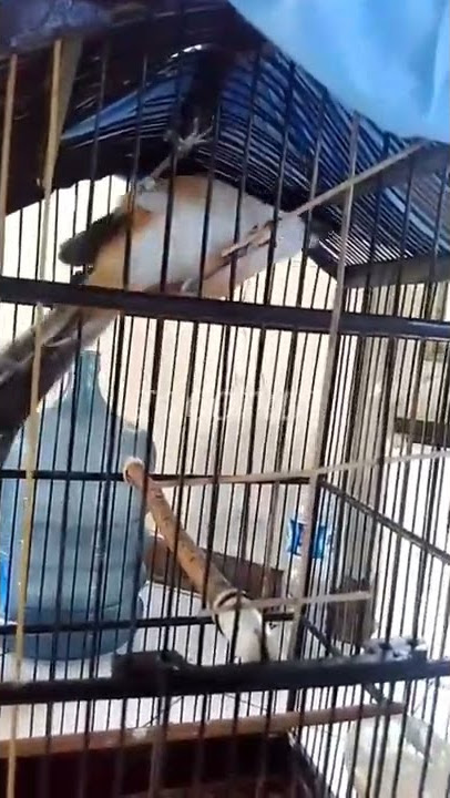 tembakan cendet mematikan