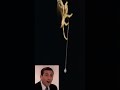 ARAÑA BOLAS - La araña que no usa telaraña