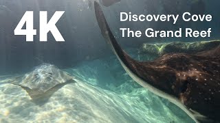 4K Discovery Cove: Grand Reef Snorkel Adventure