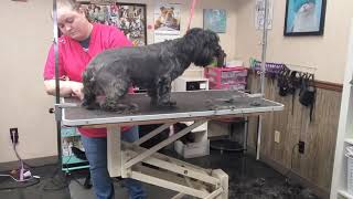 Grooming a timid dog by Grooming with Lauren 1,197 views 4 years ago 47 minutes