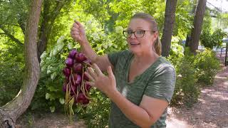 Harvesting and Stringing Onions