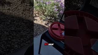 This Plant Attracts Rattlesnakes