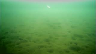Подводная камера Язь 52 Актив плюсы и минусы