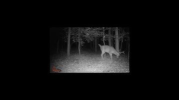 BUCK MAKES SCRAPE! #shorts #youtubeshorts #short