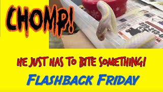 Flashback Friday One - CHOMP! -Angry California Kingsnake