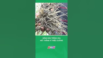 Nông dân trồng hoa mất trắng vì triều cường #nongnghiepmientay